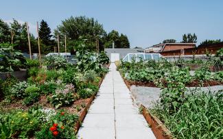 The living roof is just bursting with vitality. An incredible array of herbs, vegetables, flowers and cereal grains grow here. © Avling Roof garden with vegetable patches